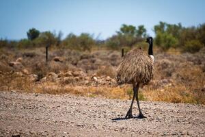 einsam Emu spazieren gehen entlang ein staubig Outback Weg foto