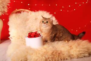 britisch rot Katze auf Pelz in der Nähe von ein Geschenk Box auf ein rot Hintergrund foto