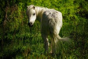 wild Weiß Pferd im Grün Wiese foto