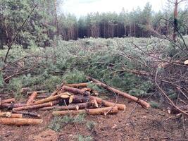 Förster Schneiden Nieder ein jung Kiefer Wald foto