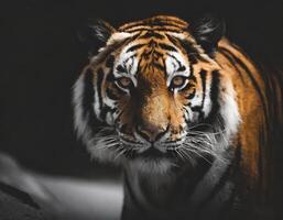 Foto von ein Tiger im niedrig Licht