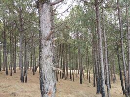 Wald Hintergrund. dunkel Wald Natur Aussicht foto