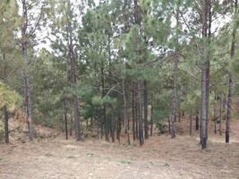 Wald Hintergrund. dunkel Wald Natur Aussicht foto