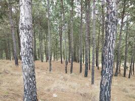 Wald Hintergrund. dunkel Wald Natur Aussicht foto