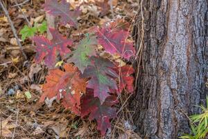 Mehrfarbig Blätter auf ein Baum foto