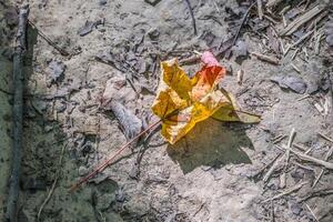 gefallen zusammengerollt Herbst Blatt foto