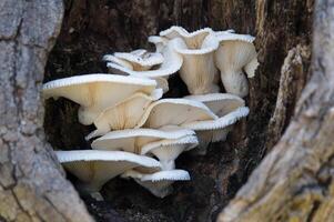 Pilz Cluster Innerhalb ein Baum Nahansicht foto