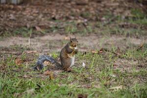 östlichen grau Eichhörnchen Essen ein Pilz foto