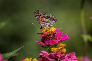 amerikanisch gemalt Dame Schmetterling Nahansicht foto