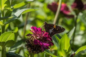 silberfleckig Kapitän Schmetterling foto