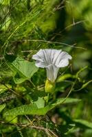 Hecke Winde Blume im voll blühen foto