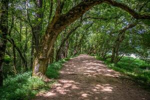 versteckt Weg im das Wälder foto