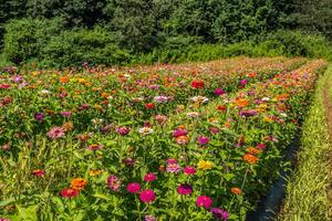 Feld voll von Zinnien foto