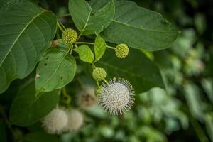 Knopfbusch Pflanze mit ein Blume Nahansicht foto