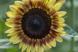 groß Gelb zu rot Sonnenblume Nahansicht foto