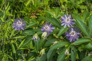 Leidenschaft Blumen im blühen foto