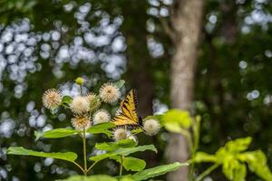 Schwalbenschwanz Schmetterling auf ein Knopfbusch Pflanze foto