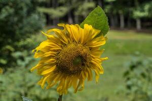 Gelb Sonnenblume mit ein Biene foto