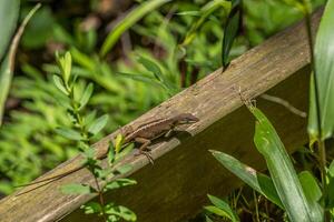 Grün anole drehen braun foto