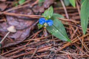 asiatisch Tagesblume im blühen Nahansicht foto