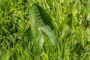 groß Laubblatt Arrowroot Pflanzen Nahansicht foto