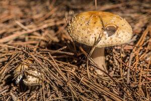 gesprenkelt Deckel Pilz im ein Wald foto