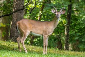 Hirsch posieren zum das Kamera im das Wald foto