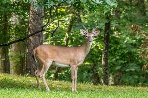 jung Dollar posieren im das Wald foto