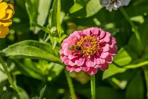 Honigbiene Sammeln Pollen von ein Zinnie Blume foto
