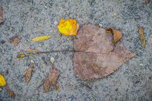 zerquetscht Blätter auf das Boden Nahansicht foto
