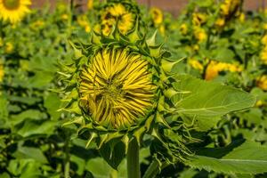 Sonnenblume Anfang zu öffnen foto