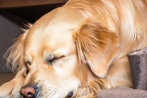 Erfassen das herzerwärmend Ausdruck von ein schön golden Retriever Hund, ein Bild von bedingungslos Liebe und froh Gesellschaft foto