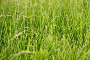 generieren sublimieren tanzen von Gras mit Tau, ausgesetzt zu Licht im das herrlich Morgen, beschwören ein heiter Tapisserie von der Natur Erwachen schön Bild foto