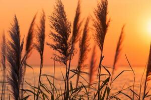 Schilf Blumen sich aalen im das strahlend glühen von das Abend Sonne, Erstellen ein spektakulär Tapisserie von der Natur flüchtig Schönheit im das still Dämmerung Himmel foto