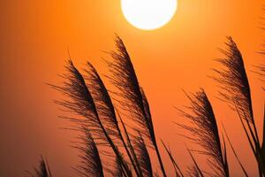 Schilf Blumen sich aalen im das strahlend glühen von das Abend Sonne, Erstellen ein spektakulär Tapisserie von der Natur flüchtig Schönheit im das still Dämmerung Himmel foto