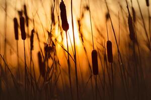 Schilf Blumen sich aalen im das strahlend glühen von das Abend Sonne, Erstellen ein spektakulär Tapisserie von der Natur flüchtig Schönheit im das still Dämmerung Himmel foto