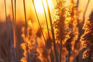 Schilf Blumen sich aalen im das strahlend glühen von das Abend Sonne, Erstellen ein spektakulär Tapisserie von der Natur flüchtig Schönheit im das still Dämmerung Himmel foto