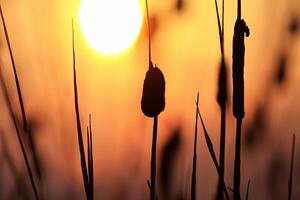 Schilf Blumen sich aalen im das strahlend glühen von das Abend Sonne, Erstellen ein spektakulär Tapisserie von der Natur flüchtig Schönheit im das still Dämmerung Himmel foto