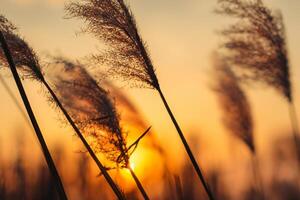 Schilf Blumen sich aalen im das strahlend glühen von das Abend Sonne, Erstellen ein spektakulär Tapisserie von der Natur flüchtig Schönheit im das still Dämmerung Himmel foto