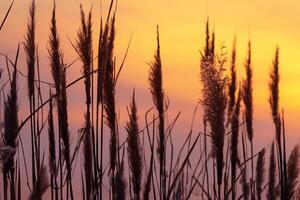 Schilf Blumen sich aalen im das strahlend glühen von das Abend Sonne, Erstellen ein spektakulär Tapisserie von der Natur flüchtig Schönheit im das still Dämmerung Himmel foto