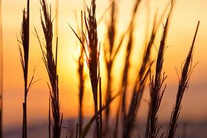 Schilf Blumen sich aalen im das strahlend glühen von das Abend Sonne, Erstellen ein spektakulär Tapisserie von der Natur flüchtig Schönheit im das still Dämmerung Himmel foto