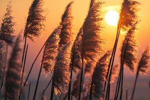 Schilf Blumen sich aalen im das strahlend glühen von das Abend Sonne, Erstellen ein spektakulär Tapisserie von der Natur flüchtig Schönheit im das still Dämmerung Himmel foto