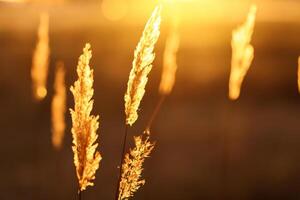 Schilf Blumen sich aalen im das strahlend glühen von das Abend Sonne, Erstellen ein spektakulär Tapisserie von der Natur flüchtig Schönheit im das still Dämmerung Himmel foto