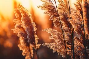 Schilf Blumen sich aalen im das strahlend glühen von das Abend Sonne, Erstellen ein spektakulär Tapisserie von der Natur flüchtig Schönheit im das still Dämmerung Himmel foto