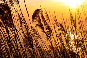 Schilf Blumen sich aalen im das strahlend glühen von das Abend Sonne, Erstellen ein spektakulär Tapisserie von der Natur flüchtig Schönheit im das still Dämmerung Himmel foto