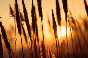 Schilf Blumen sich aalen im das strahlend glühen von das Abend Sonne, Erstellen ein spektakulär Tapisserie von der Natur flüchtig Schönheit im das still Dämmerung Himmel foto