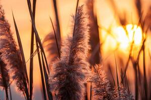 Schilf Blumen sich aalen im das strahlend glühen von das Abend Sonne, Erstellen ein spektakulär Tapisserie von der Natur flüchtig Schönheit im das still Dämmerung Himmel foto