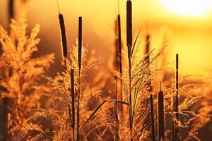 Sonnenuntergang blühen Schilf Blumen sich aalen im das strahlend glühen von das Abend Sonne, Erstellen ein spektakulär Tapisserie von der Natur flüchtig Schönheit im das still Dämmerung Himmel foto