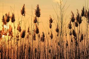 Schilf Blumen sich aalen im das strahlend glühen von das Abend Sonne, Erstellen ein spektakulär Tapisserie von der Natur flüchtig Schönheit im das still Dämmerung Himmel foto