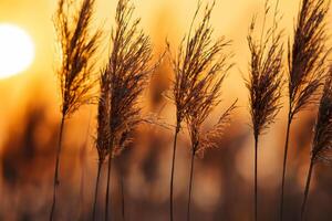 Sonnenuntergang blühen Schilf Blumen sich aalen im das strahlend glühen von das Abend Sonne, Erstellen ein spektakulär Tapisserie von der Natur flüchtig Schönheit im das still Dämmerung Himmel foto